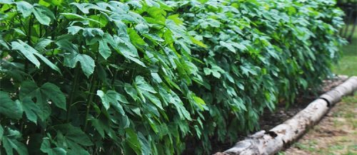 Chaya Leaves