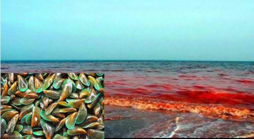 harms of red tide
