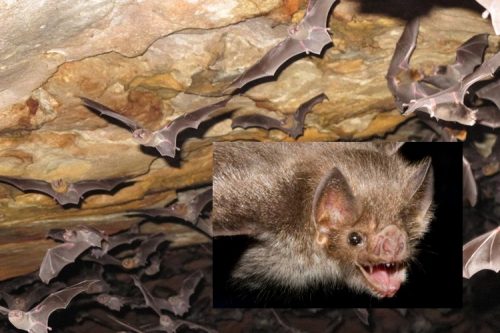 Vampire Bats Caught Sucking Human Blood Goes Viral