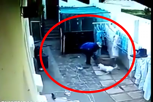 Viral: Pinoy Thief Gets Brutally Attacked By Guard Dogs Caught On Video