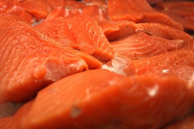 Salmon