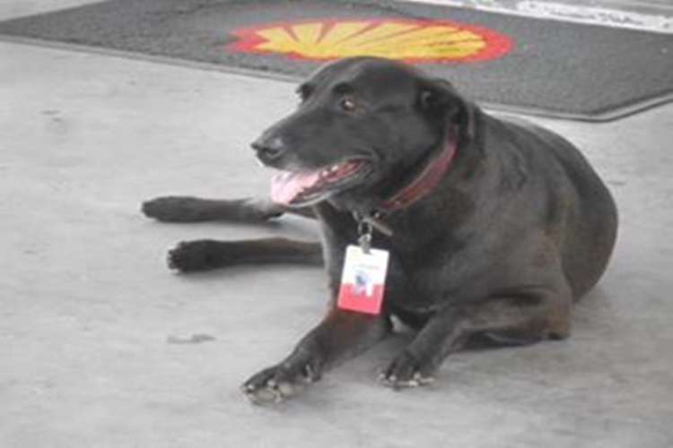 Look: Abandoned Dog Becomes The Cutest Full-Time Employee At A Gasoline Station In Brazil