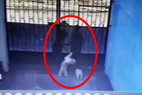 Horrifying Footage Shows How Dog Thieves Steal Pet From A Home In 30 Seconds