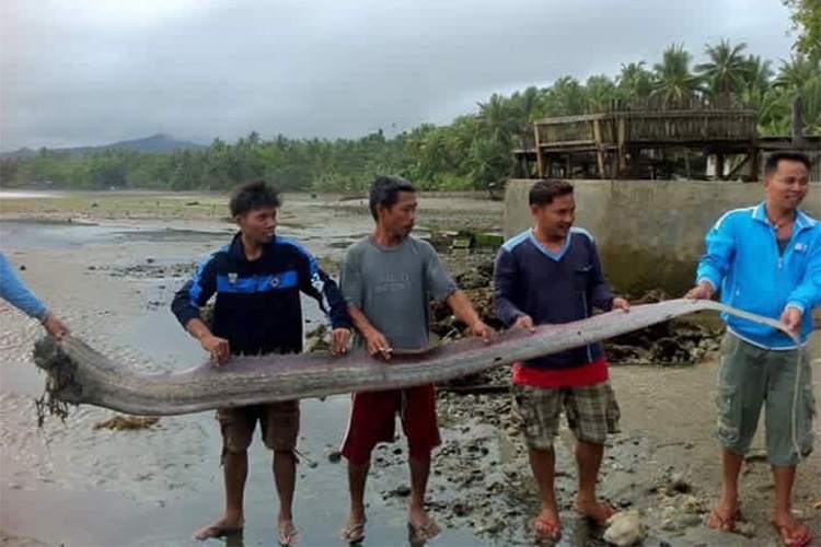 Oarfish