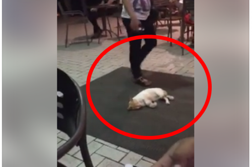 Watch: Video Of This Sleeping Cat At Jollibee Outside MOA Has Gone Viral!