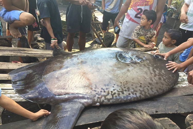 Another Deep Sea Creature Found: Sunfish Or Mola Mola Spotted In Misamis Oriental