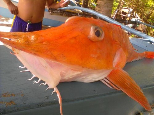 Weird Fish