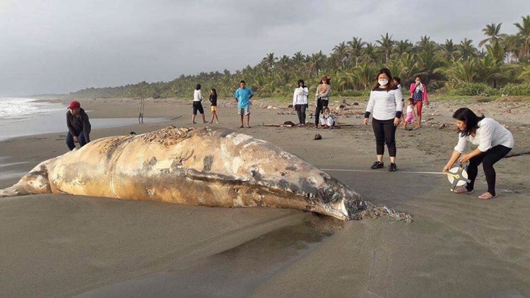 Giant Sea Creature Found Dead In Coastal Area In Aurora