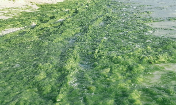 Facebook Users Defend Green Algae's Existence In Boracay's Shore