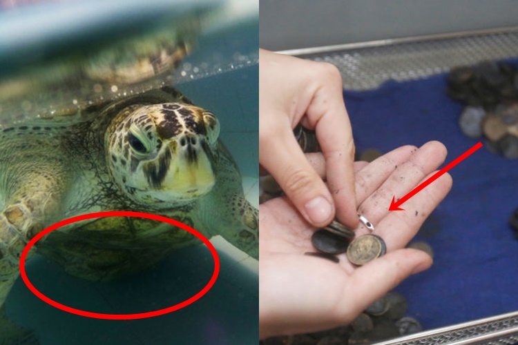 SEA TURTLE