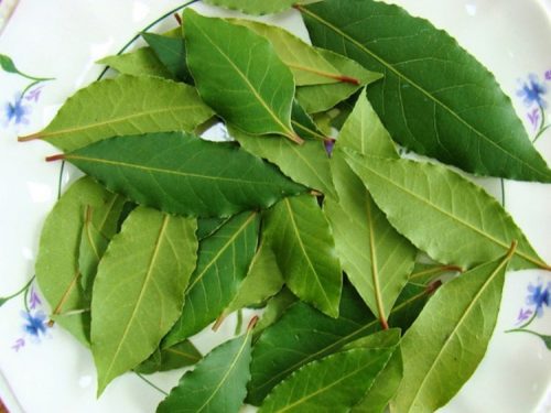 Bay Leaves