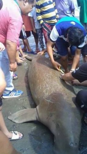 Giant Sea Creature