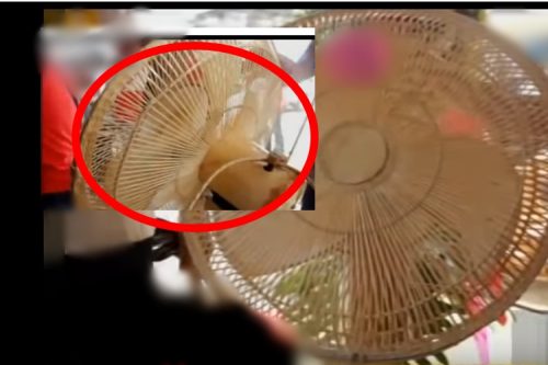 Trending: Pinoy Ecofriendly Bamboo Electric Fan In Abra Goes Viral!