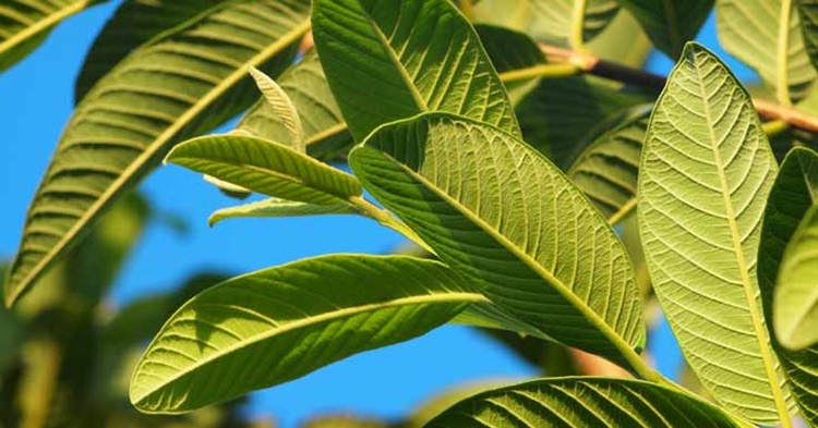The Effects Of Guava And Olive Leaf