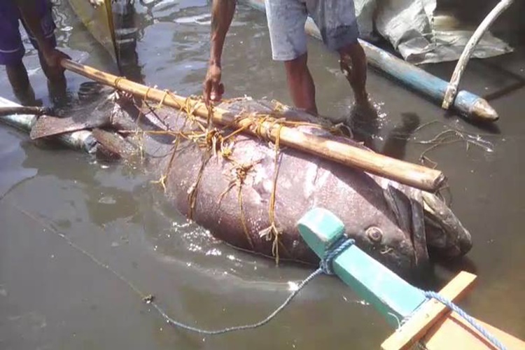Look: Another Giant Fish Found In Palawan - Philippine Trending News