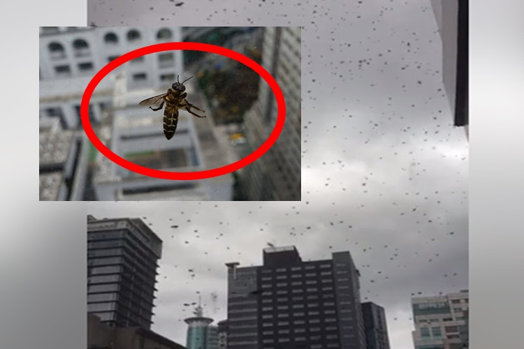 Breaking: Hundreds Of Bees Swarming In Ortigas Skyline Cause Fear From Netizens
