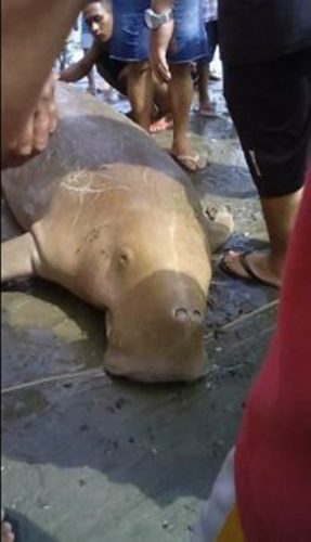 Giant Sea Creature