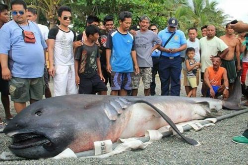 Strange Sea Creature