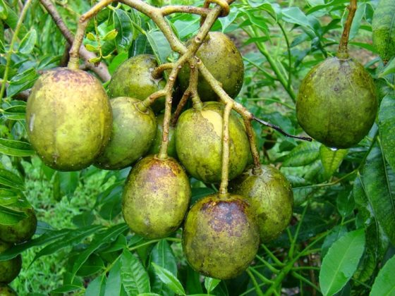 Amazing Health Benefits Of Consuming Libas Fruit