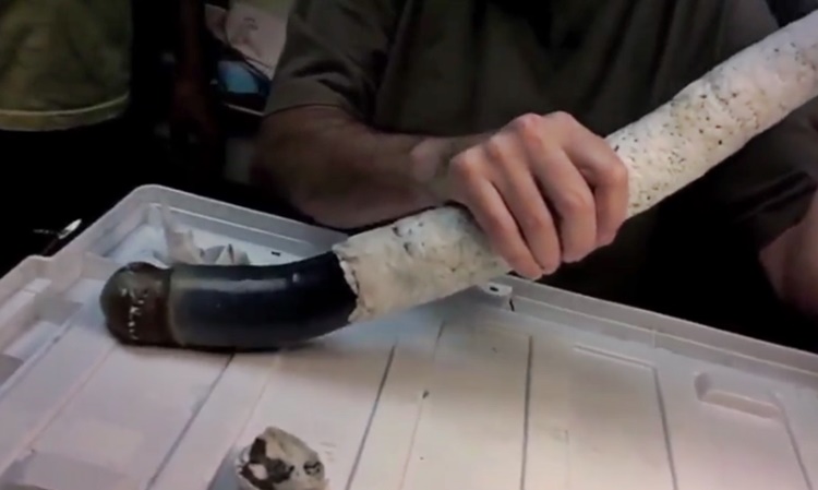 Giant Shipworm Found By Scientists In Mindanao Bay