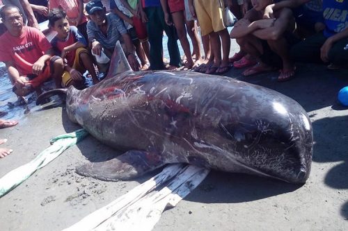 Young Melon-Headed Whale