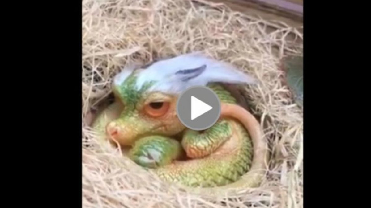 Viral Now Footage Of A Cute Baby Dragon Surfaces Online