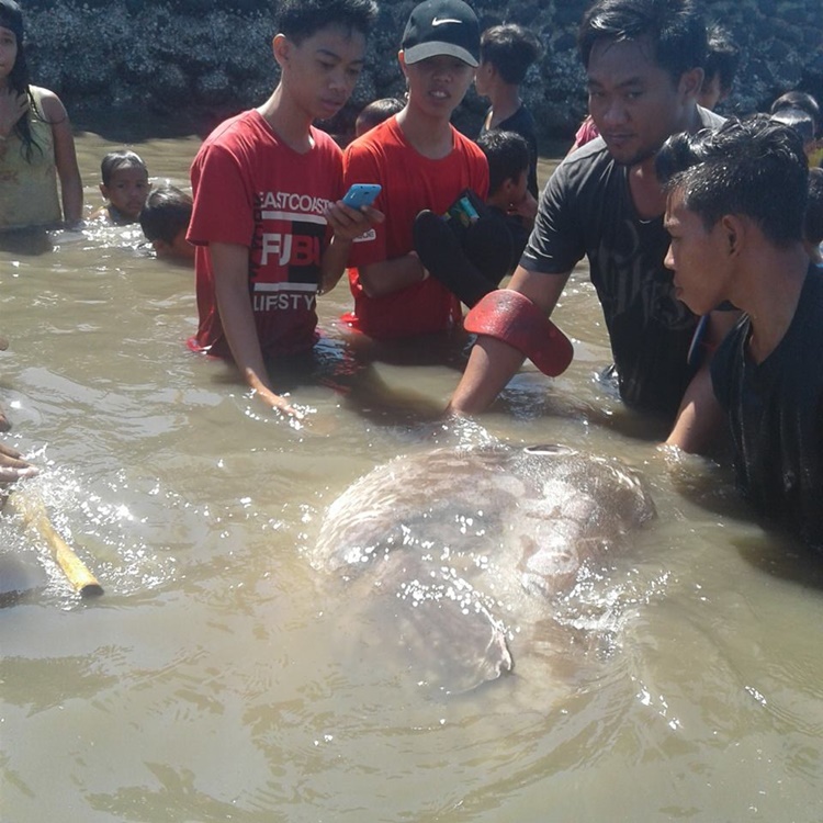 Another Weird Sea Creature Found In Bacolod, Is It A Sign Of Another ...