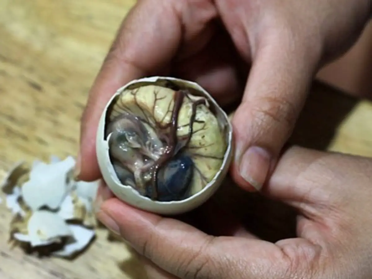 In english balut The authentic