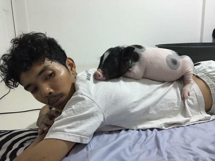 His pigs