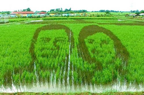 Rice Paddy Art