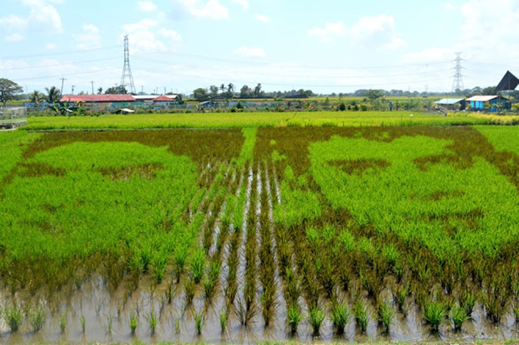 Coco Martin, FPJ Finally Meet In A Rice Paddy Art