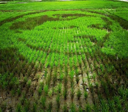 Rice Paddy Art