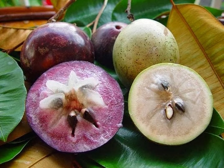 Surprising Health Benefits Of Eating Star Apple - Philippine Trending News