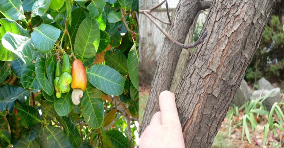 cashew trees for sale in california