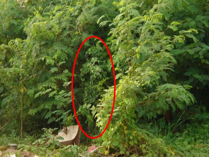 snipers