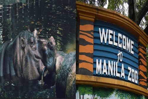 World’s Oldest Hippopotamus