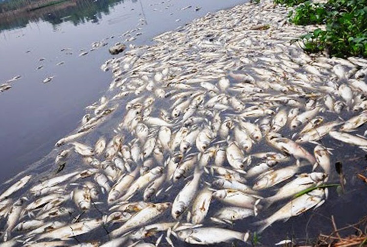 BFAR-Bicol Warns On Possible Fish Kill During Rainy Season