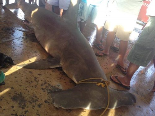 Endangered Sea Creature