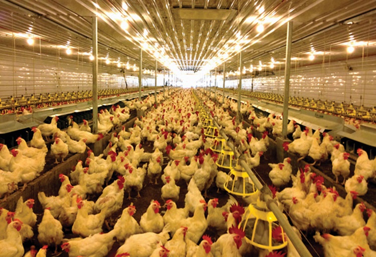 Chicken