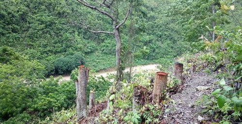 Environmental Violators