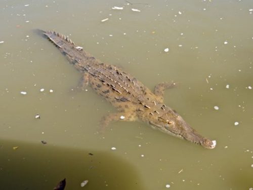 16-Foot Crocodile