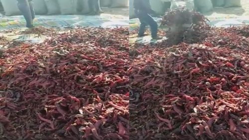 Disgusting Dried Chilies' Preparation