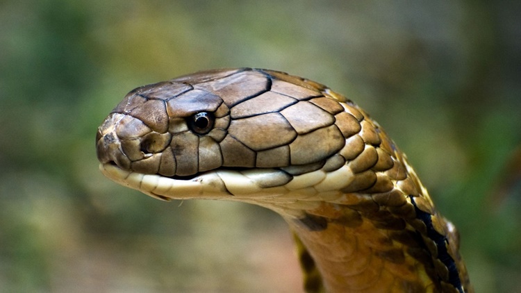 ‘Cobra King’ Dies After Bitten By His Own Pet Snake