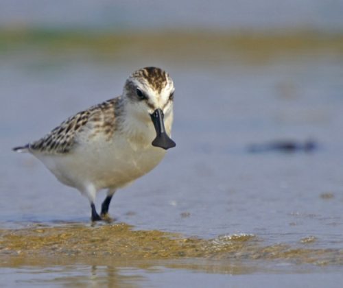 Critically-Endangered Species