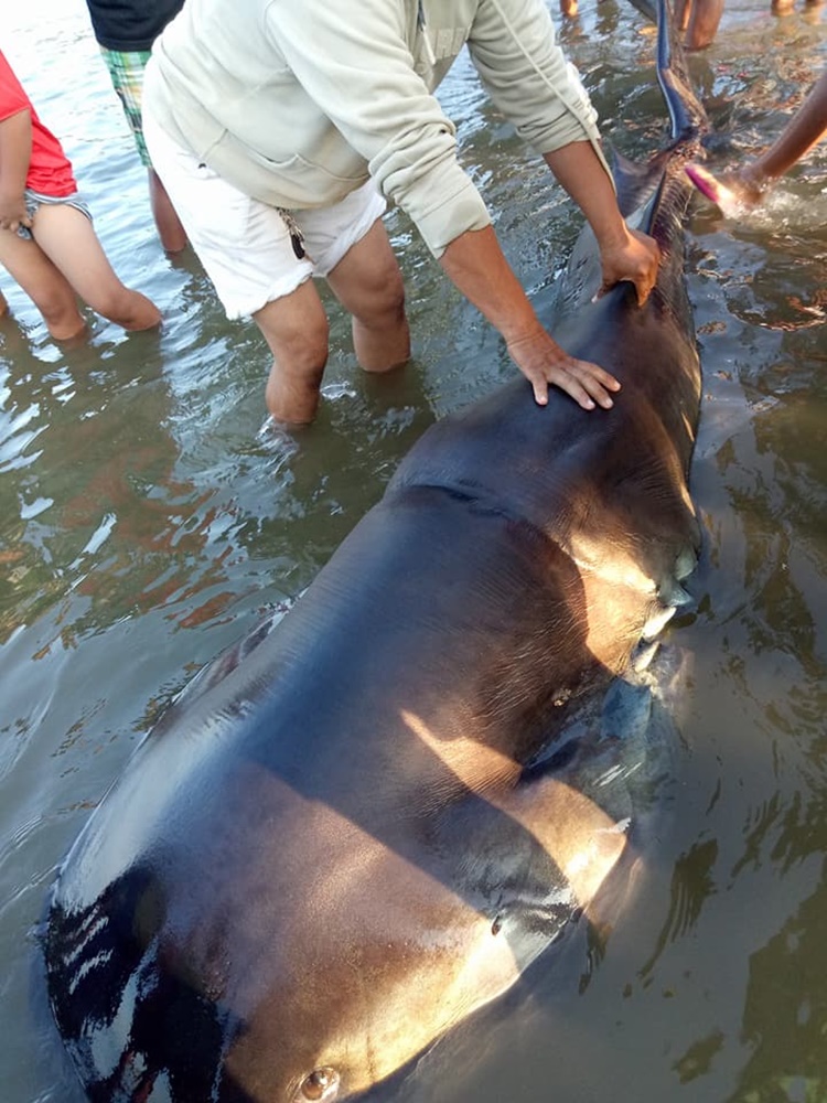 Dead Sea Creature Found In Bayawan City Frightens Residents Of Possible ...