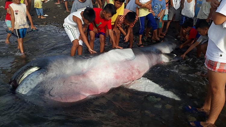 Strange Giant Sea Creature