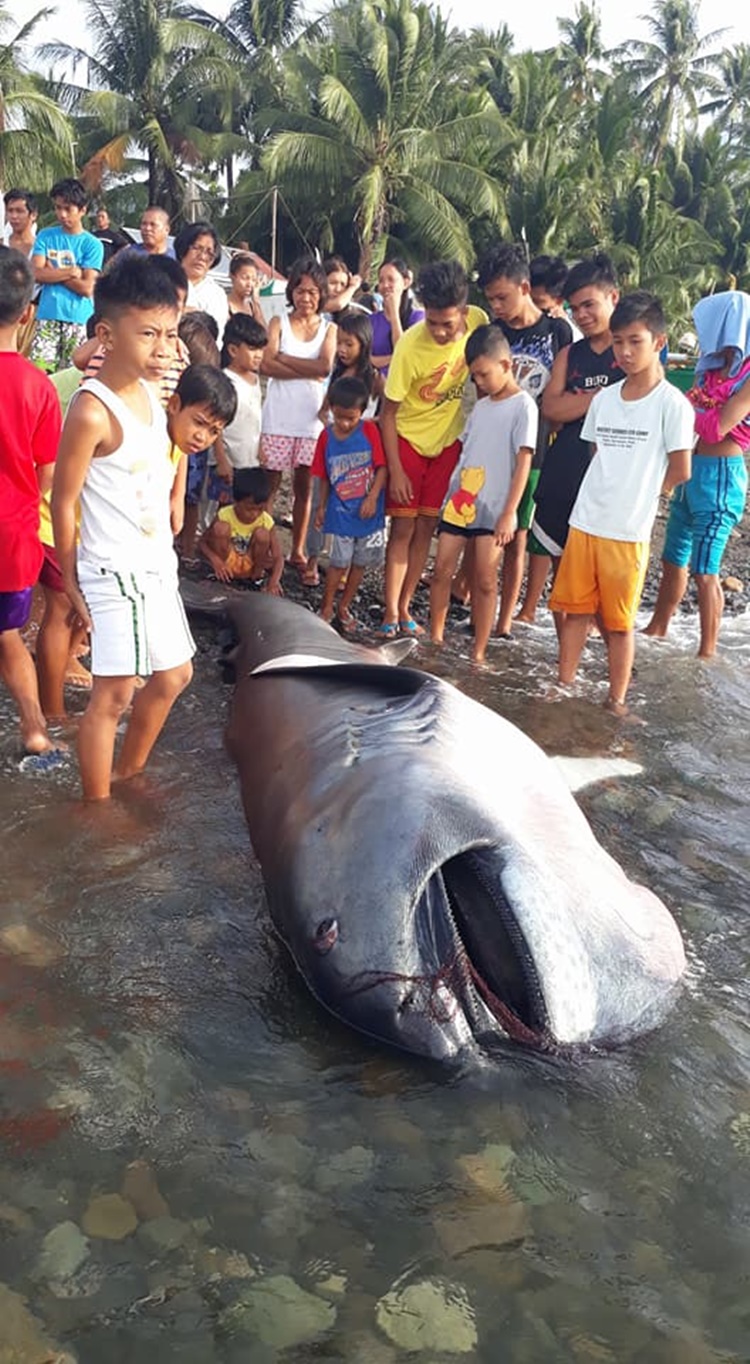 Strange Giant Sea Creature