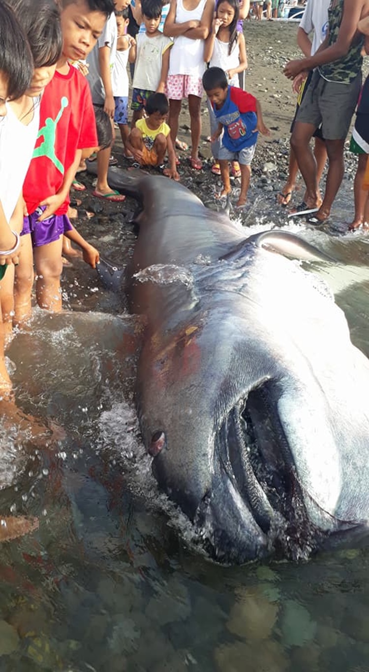 Strange Giant Sea Creature Found In San Joaquin, Iloilo