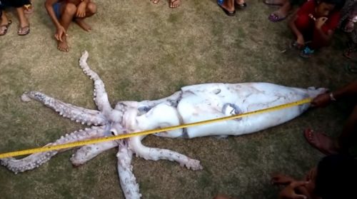 Dead Giant Squid