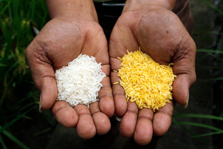 Golden Rice